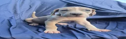 Great Dane dogs for sale: Arya - Ad 3