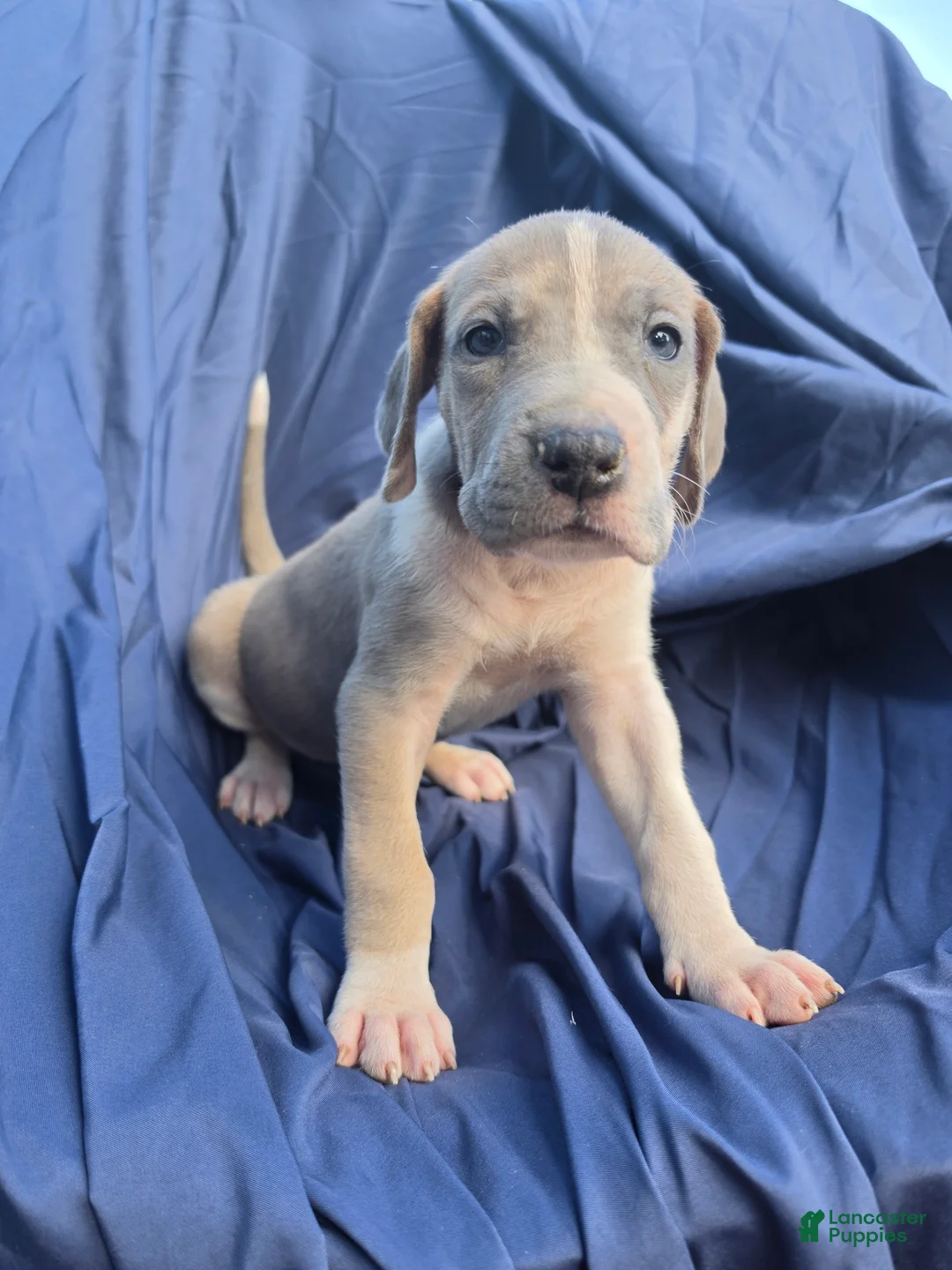 Great Dane dogs for sale: Arya - Ad 3