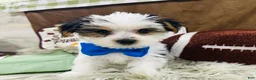 Yorkshire Terrier dogs for sale: Clark - Ad 17