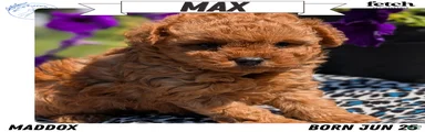 Max