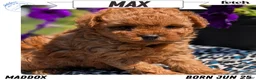 Toy Poodle dogs for sale: Max - Ad 1