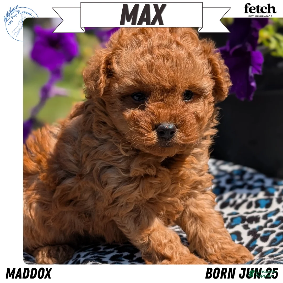 Toy Poodle dogs for sale: Max - Ad 1