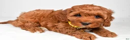 Cavapoo dogs for sale: Buddy  f one b - Ad 7
