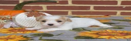 Cavachon dogs for sale: London - Ad 3
