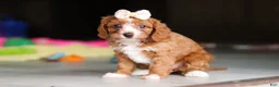 Cavapoo dogs for sale: Dolly - Ad 11