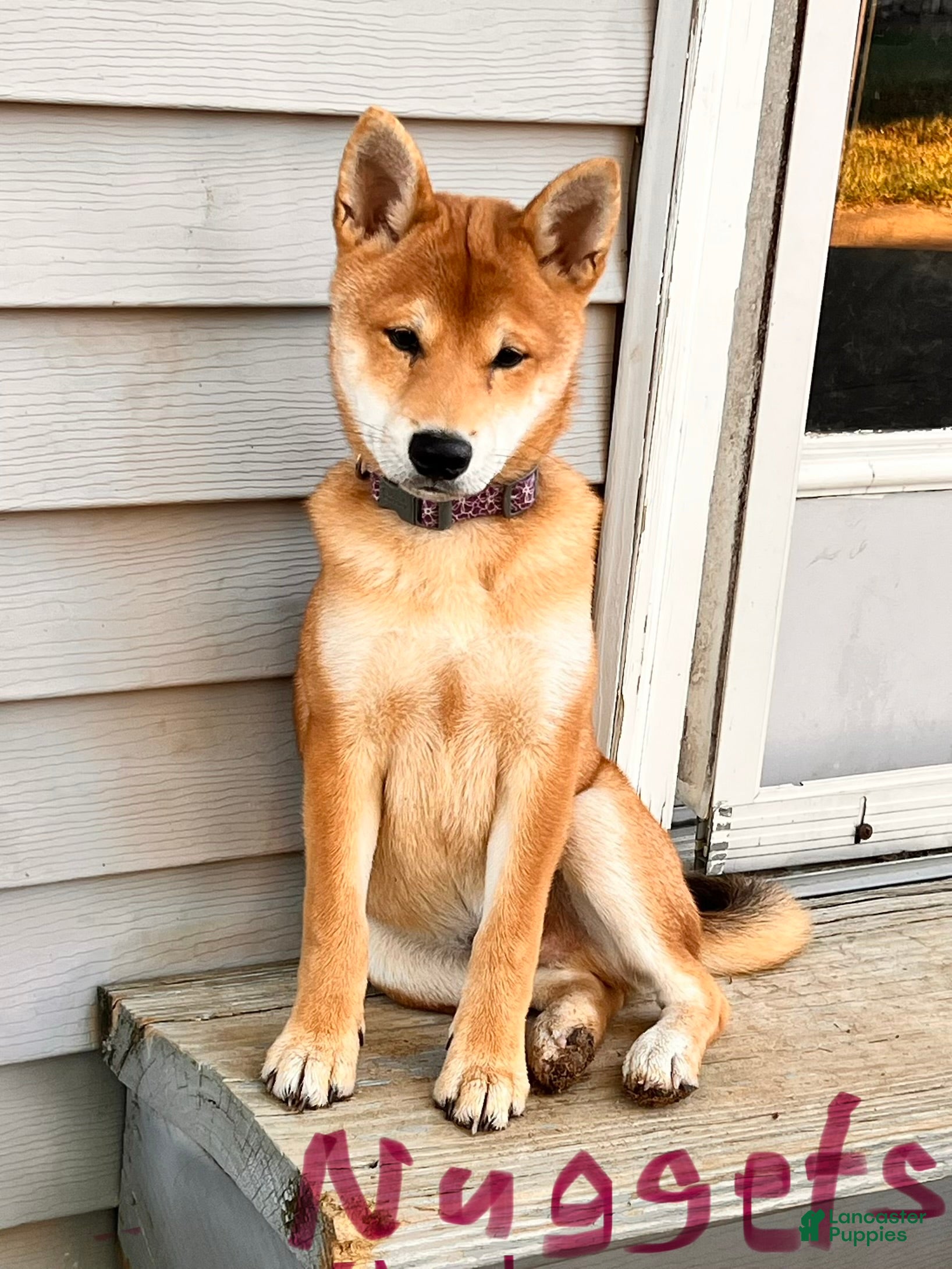 Nuggett (Shiba Inu, Male) in Seymour, IN