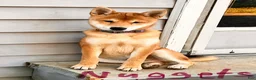 Shiba Inu dogs for sale: Nuggett - Ad 1
