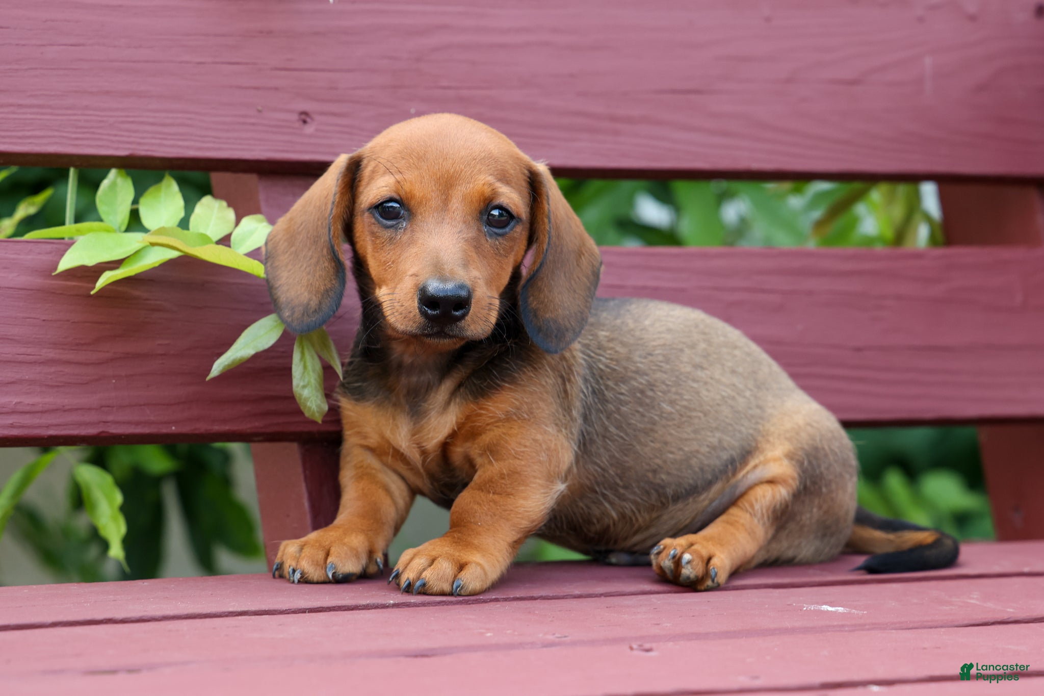 Miniature Dachshund dogs Snoopy💙 - Ad 1