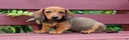 Miniature Dachshund dogs for sale: Snoopy💙 - Ad 3