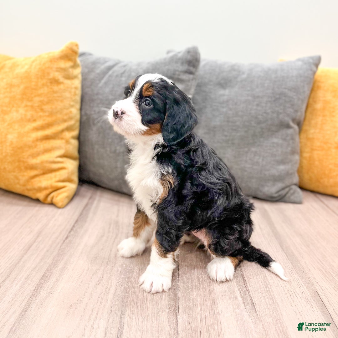 Mini Bernedoodle dogs for sale: Grace - Ad 4