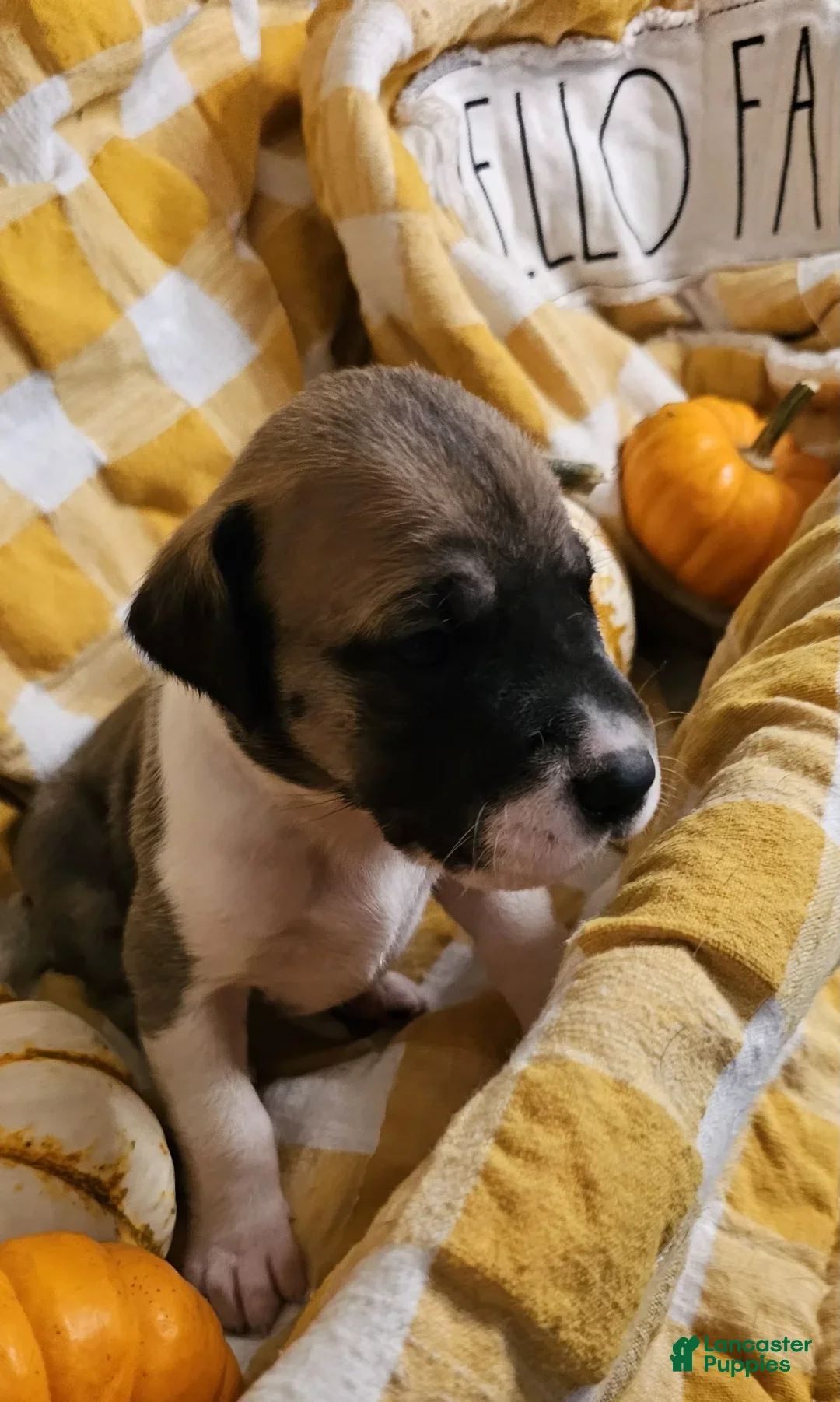 Great Dane dogs for sale: Ginger - Ad 5