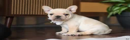 French Bulldog dogs for sale: Archie - Ad 7