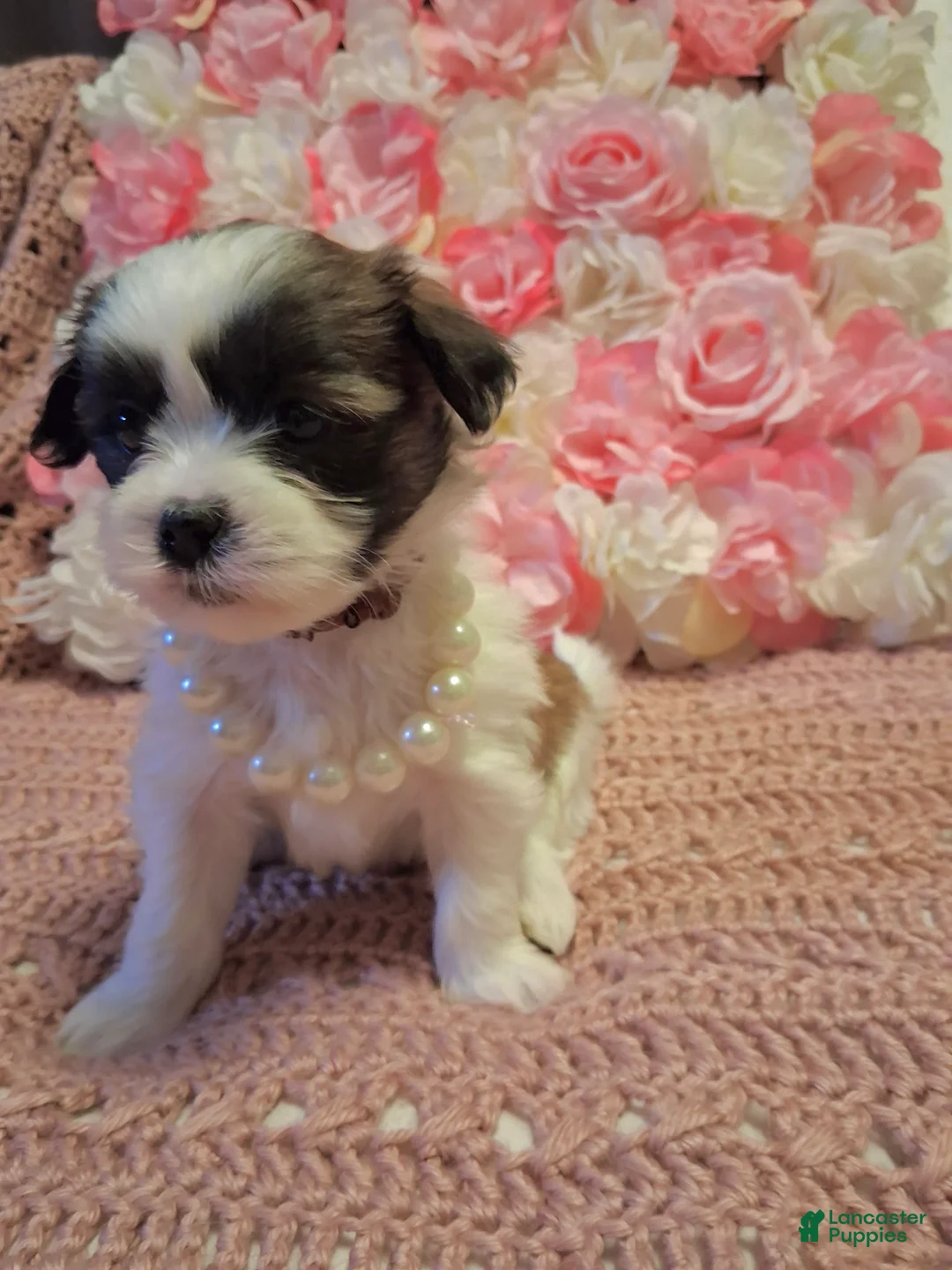 Shih Tzu dogs for sale: Heart - Ad 9
