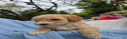 Miniature Poodle dogs for sale: Miniature Poodle Puppy 1 - Ad 5