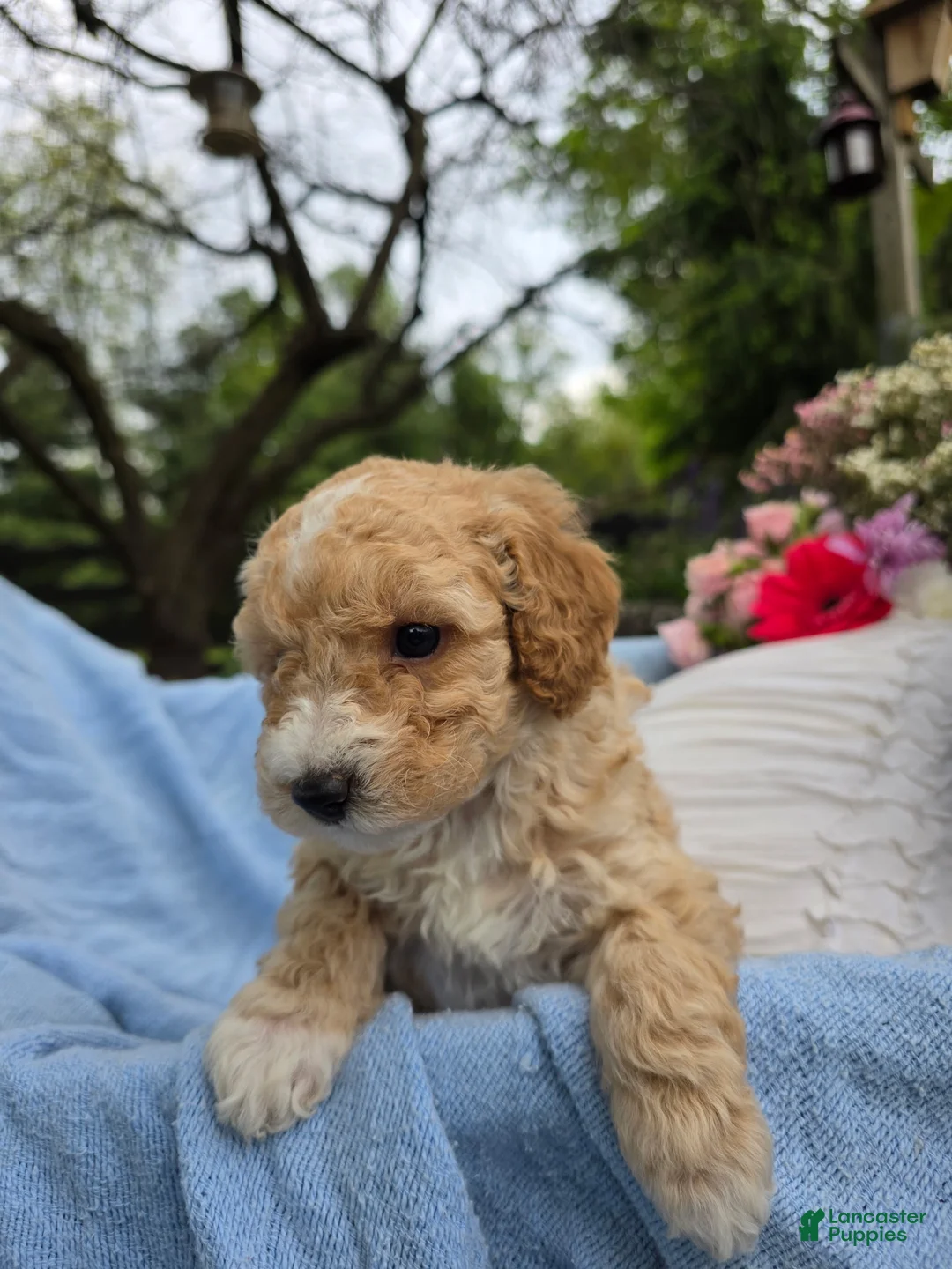 Miniature Poodle dogs for sale: Miniature Poodle Puppy 1 - Ad 5