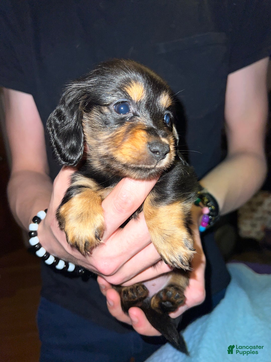 Miniature Dachshund dogs for sale: Gorgeous  - Ad 1