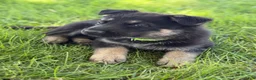 German Shepherd dogs for sale: Chibs - Ad 2