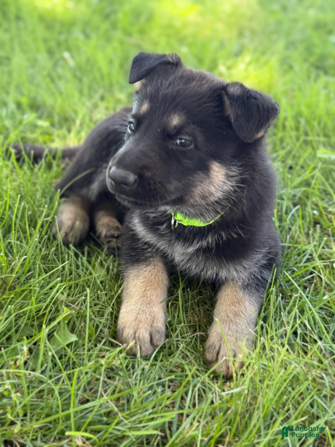German Shepherd dogs for sale: Chibs - Ad 2