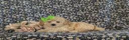 Bichpoo dogs for sale: Ariel - Ad 5
