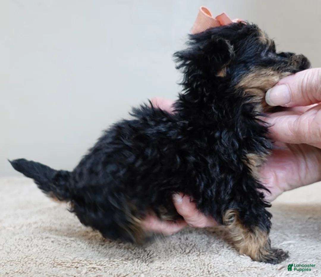 Maltipoo dogs for sale: Aurora - Ad 5