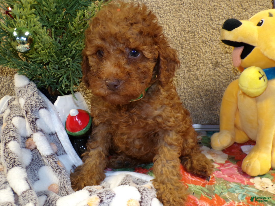 Miniature Poodle dogs for sale: Miniature Poodle Puppy 1 Barney - Ad 2