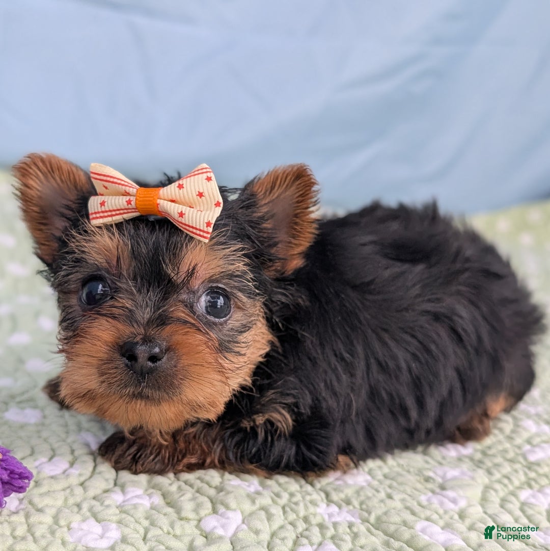 Yorkshire Terrier dogs for sale: Shortbread - Ad 4