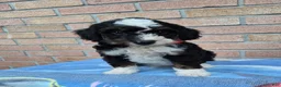 Mini Bernedoodle dogs for sale: Thunder - Ad 4
