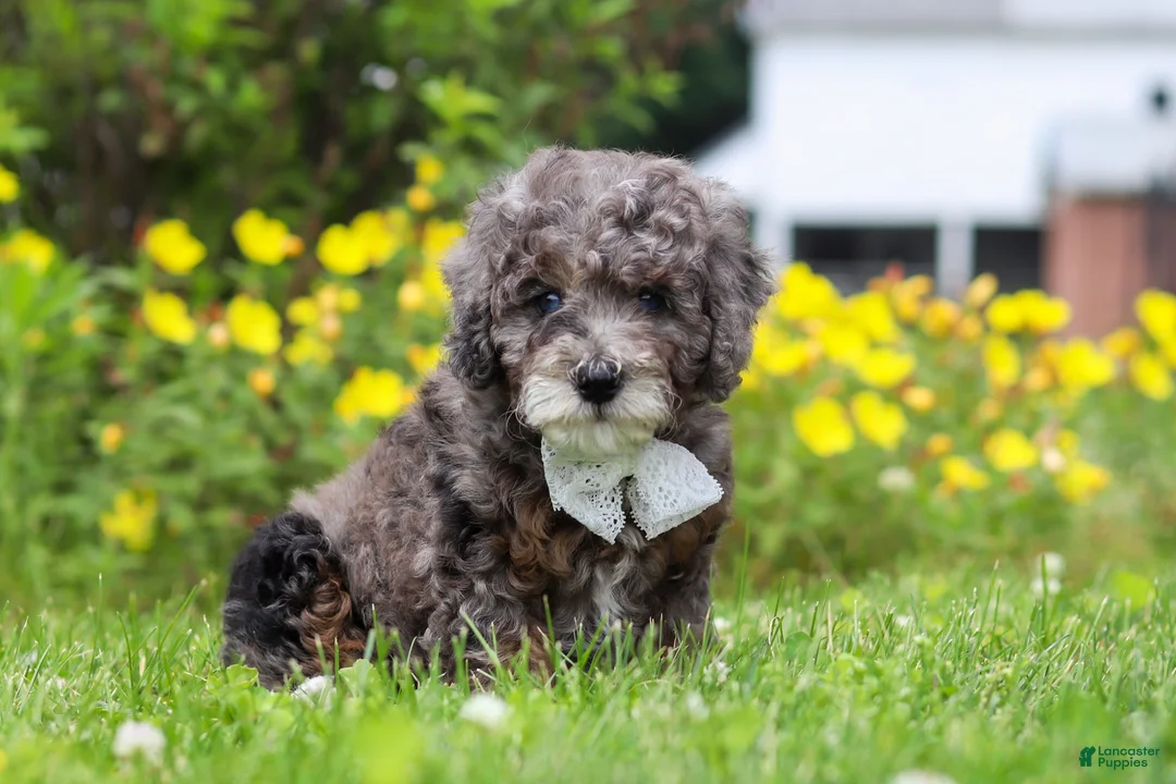 Mini Bernedoodle dogs for sale: Oscar - Ad 2