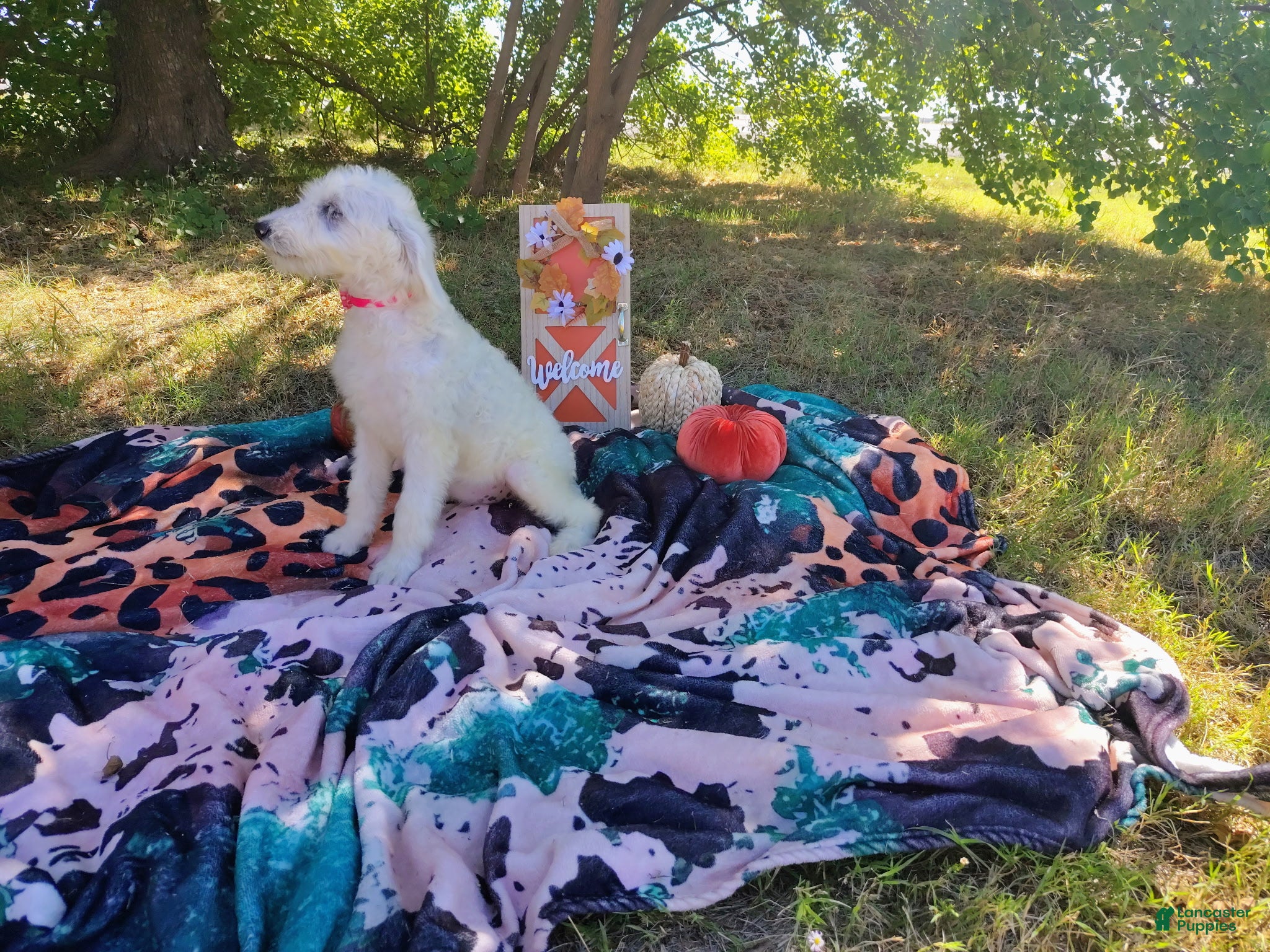 Mini Goldendoodle dogs Mini Goldendoodle 6 - Ad 2