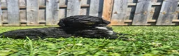 Mini Sheepadoodle dogs for sale: Cooper - Ad 14