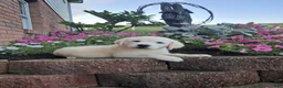 Labrador Retriever dogs for sale: Bruno - Ad 2