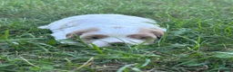 Mixed Breed dogs for sale: Tank (White/Brown Boy) - Ad 2