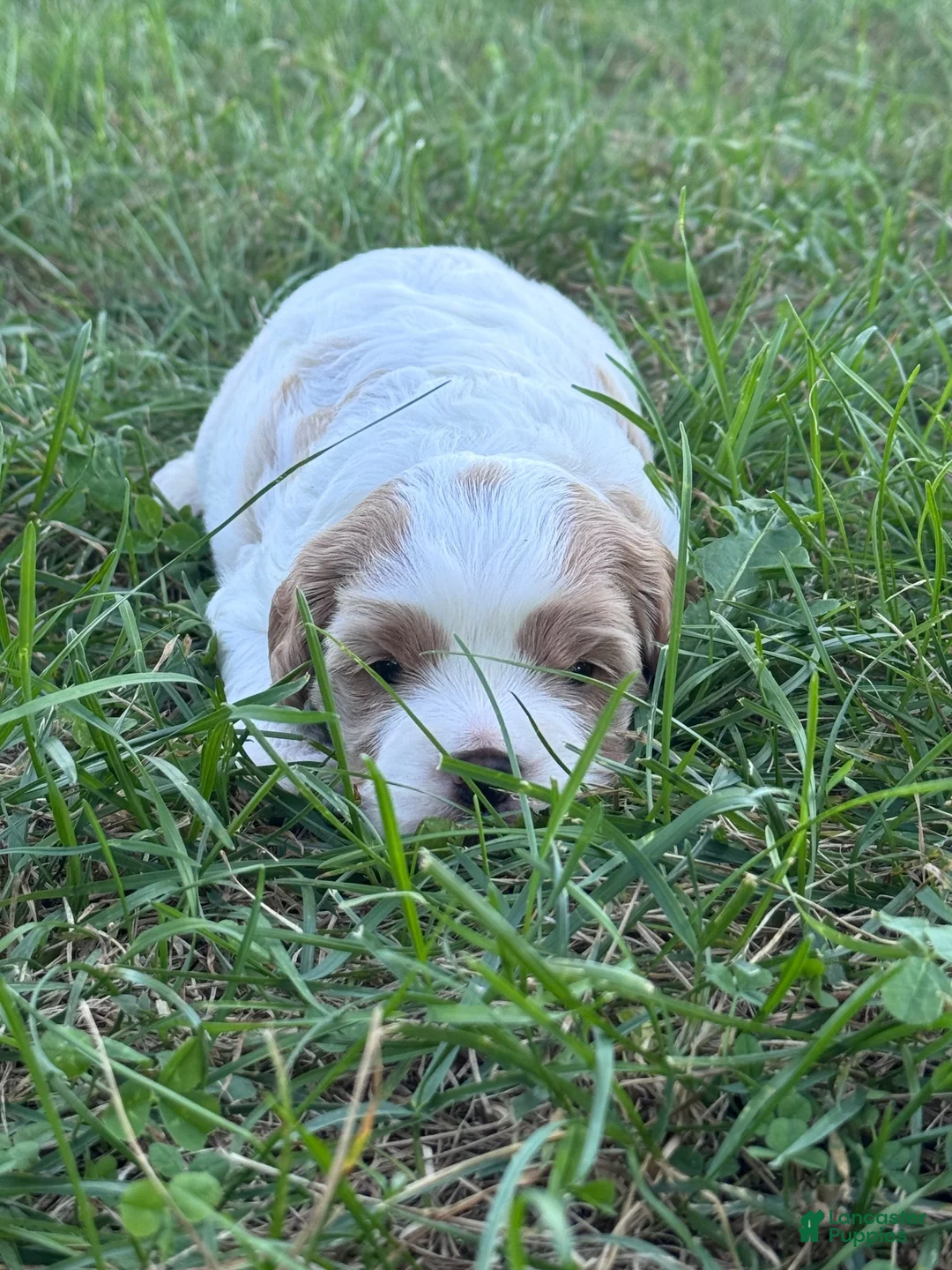 Mixed Breed dogs for sale: Tank (White/Brown Boy) - Ad 2