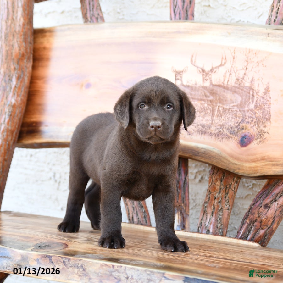 Labrador Retriever dogs Zeke - Ad 29