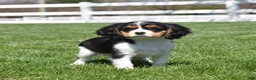 Cavalier King Charles Spaniel dogs for sale: Willow  - Ad 1