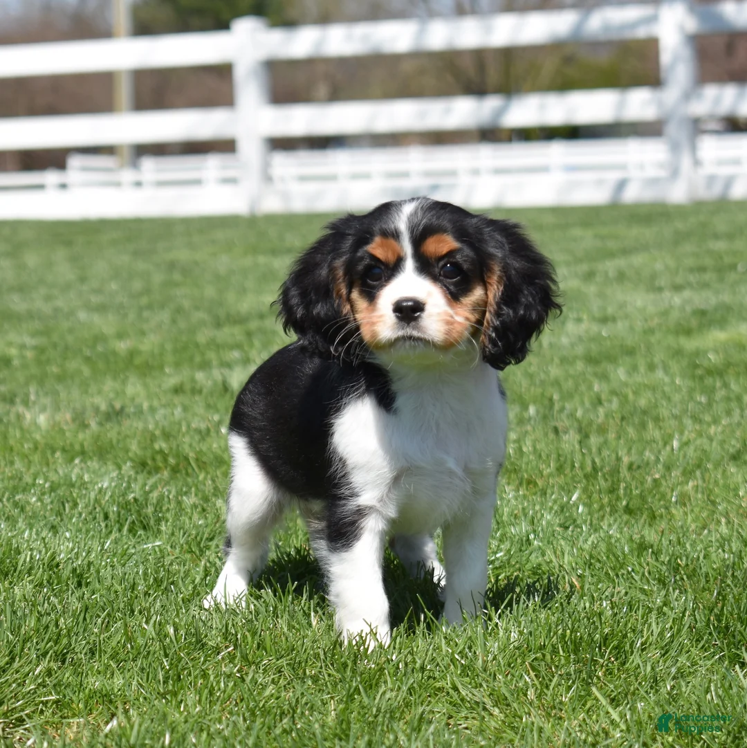 Cavalier King Charles Spaniel dogs for sale: Willow  - Ad 1