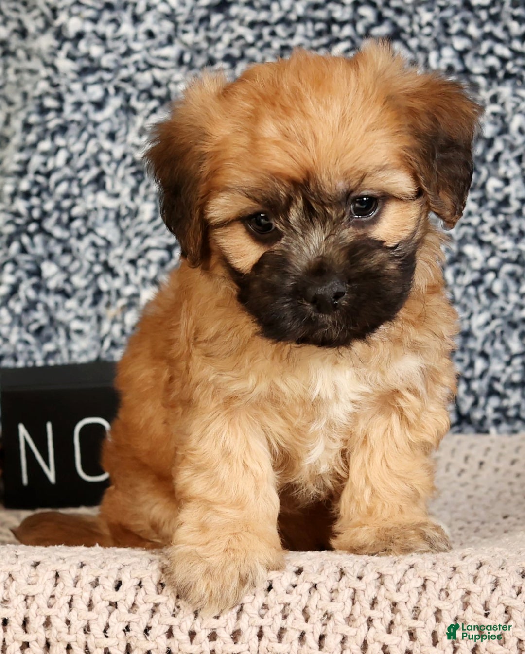 Mixed Breed dogs for sale: Jill - Ad 7