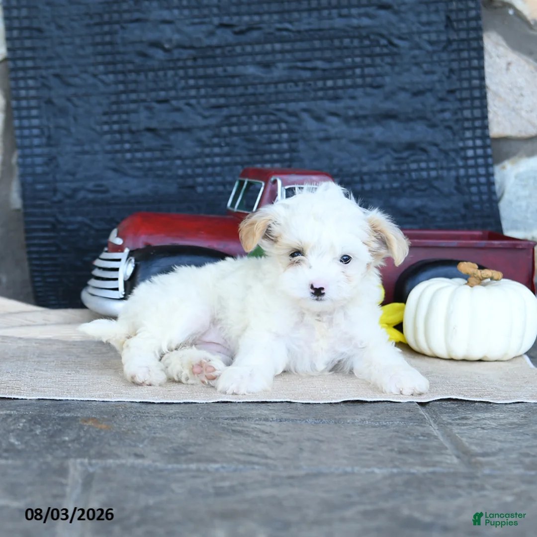 Maltipoo dogs for sale: Dixie - Ad 4