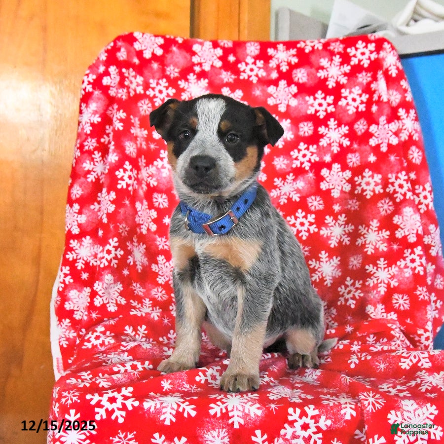 Australian Cattle Dog dogs Jinx - Ad 30