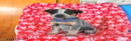 Australian Cattle Dog dogs for sale: Jinx - Ad 1