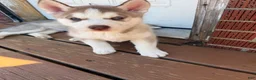 Siberian Husky dogs for sale: Zaiden - Ad 2