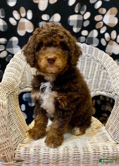 Mini Bernedoodle dogs Pierce - Ad 2