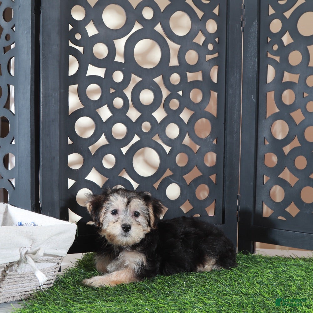 Yochon dogs Ava Gorgeous Female Yochon Puppy - Ad 27