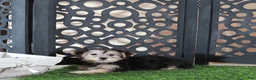 Yochon dogs for sale: Ava Gorgeous Female Yochon Puppy - Ad 1
