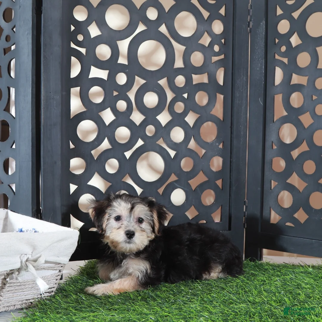 Yochon dogs for sale: Ava Gorgeous Female Yochon Puppy - Ad 1