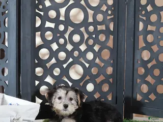 Yochon dogs Ava Gorgeous Female Yochon Puppy - Ad 38