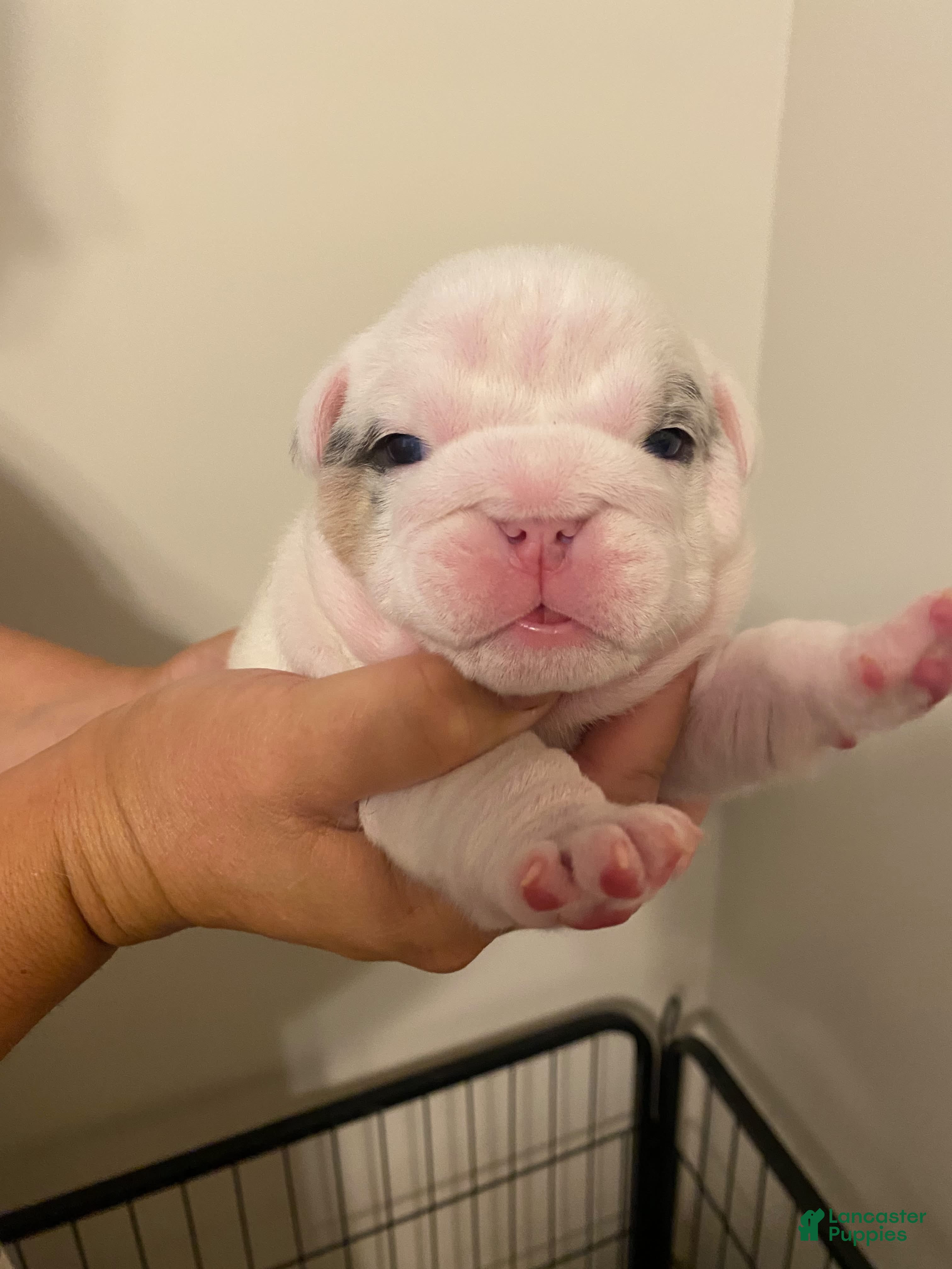English Bulldog dogs Violet - Ad 1
