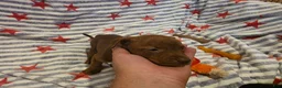 Mixed Breed dogs for sale: Mixed Breed 8 - Ad 2