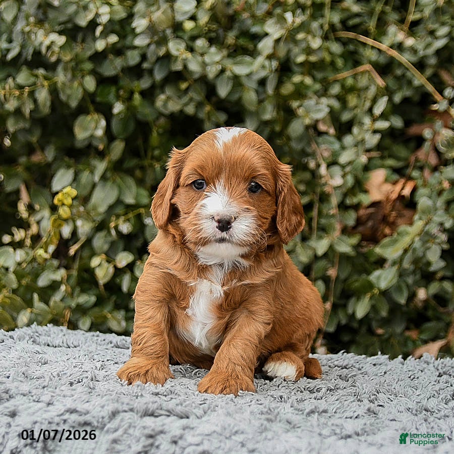 Cavapoo dogs Monty - Ad 33
