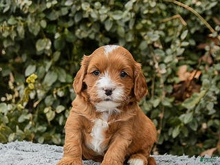 Cavapoo dogs Monty - Ad 18